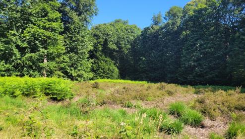 Foto van Buggenhoutbos