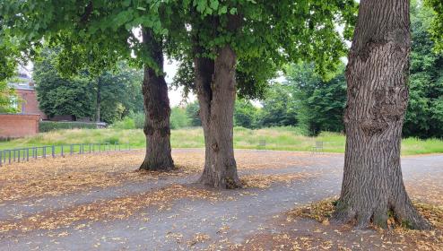 Foto van Parkbos