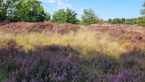 Foto van Kalmthoutse Heide