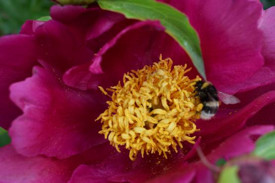 Foto van OPROEP: IMKER MUSEUMTUIN GAASBEEK