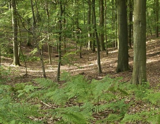 Foto van Aankondiging toewijzing domeinconcessies natuurbeheer