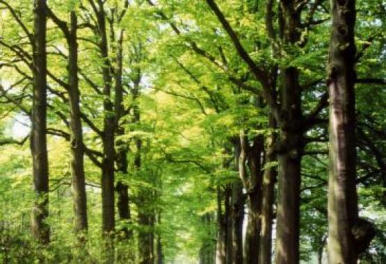 Foto van Domeinconcessies voor graslandbeheer