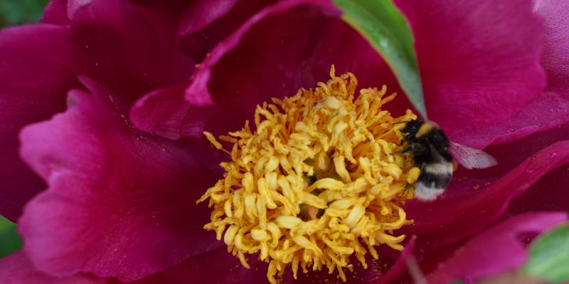 OPROEP: IMKER MUSEUMTUIN GAASBEEK