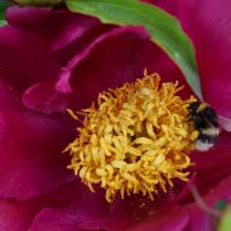 OPROEP: IMKER MUSEUMTUIN GAASBEEK